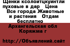 Щенки ксолоитцкуинтли пуховые в дар › Цена ­ 1 - Все города Животные и растения » Отдам бесплатно   . Архангельская обл.,Коряжма г.